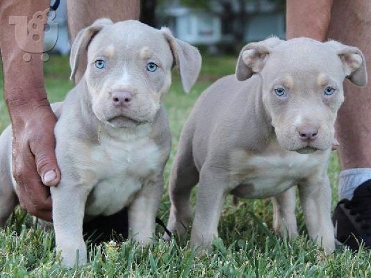 PoulaTo: Pitbull